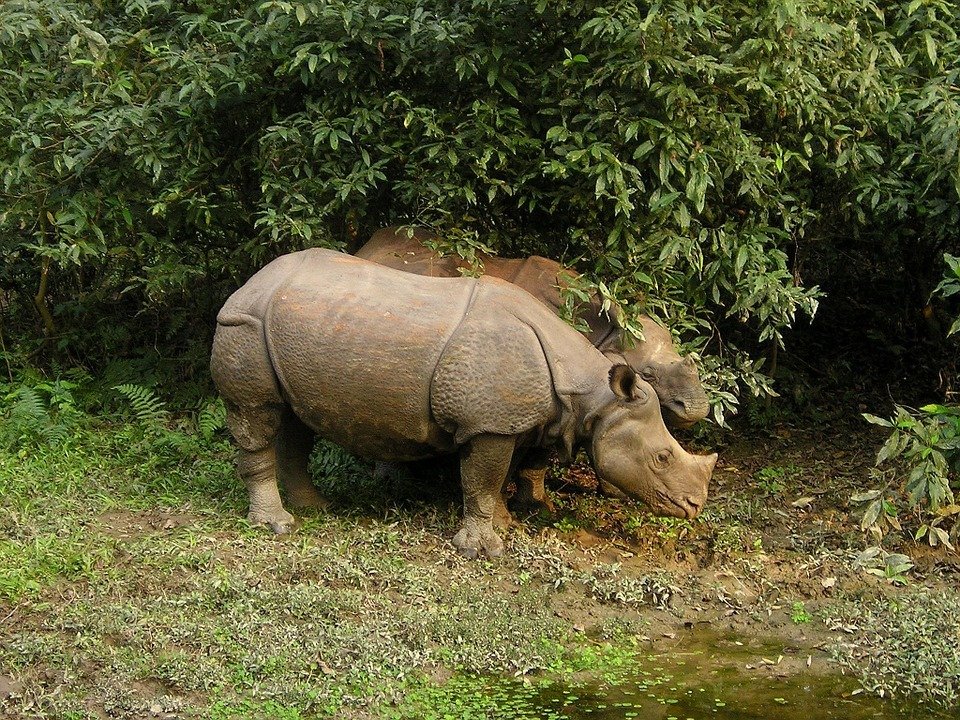 Chitwan Jungle Safari photos
