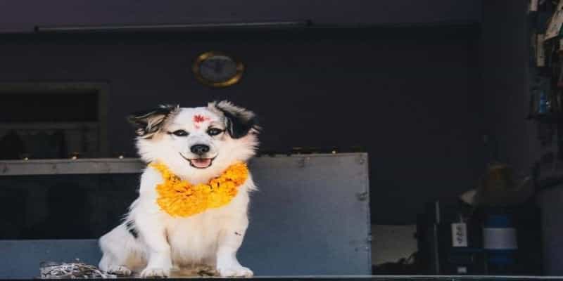 Day of the dogs, Kukur Tihar